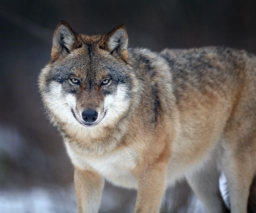 Europese wolf